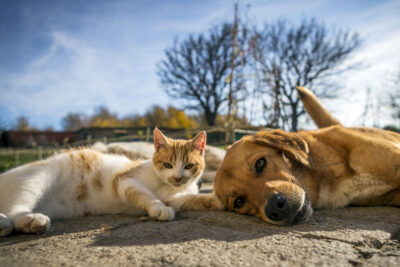 dog and cat play together. cat and dog lying outside in the yard